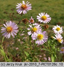 Symphyotrichum novi-belgii (aster nowobelgijski)