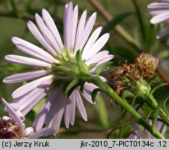 Symphyotrichum novi-belgii (aster nowobelgijski)