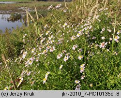 Symphyotrichum novi-belgii (aster nowobelgijski)