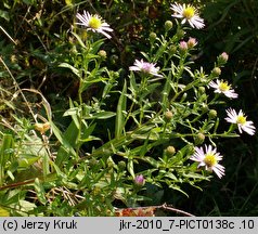 Symphyotrichum novi-belgii (aster nowobelgijski)