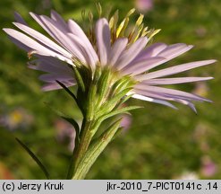 Symphyotrichum novi-belgii (aster nowobelgijski)