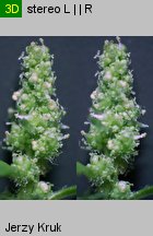 Chenopodium rubrum