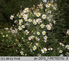 Aster tradescantii (aster drobnokwiatowy)