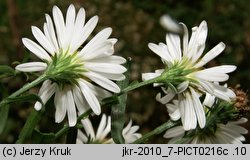 Aster tradescantii (aster drobnokwiatowy)