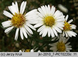 Aster tradescantii (aster drobnokwiatowy)