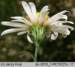 Aster tradescantii (aster drobnokwiatowy)