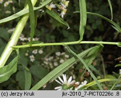 Aster tradescantii (aster drobnokwiatowy)