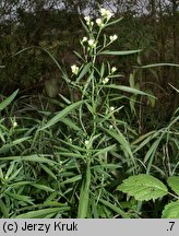 Aster tradescantii (aster drobnokwiatowy)