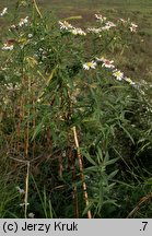 Aster tradescantii (aster drobnokwiatowy)