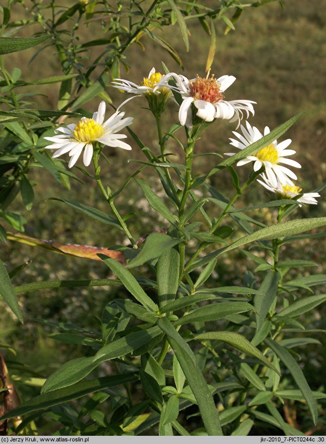 Aster tradescantii (aster drobnokwiatowy)