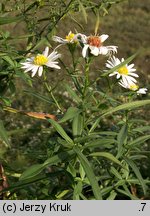 Aster tradescantii (aster drobnokwiatowy)