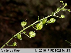 Veronica urticifolia (przetacznik pokrzywolistny)