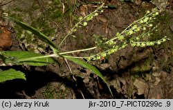 Veronica urticifolia (przetacznik pokrzywolistny)