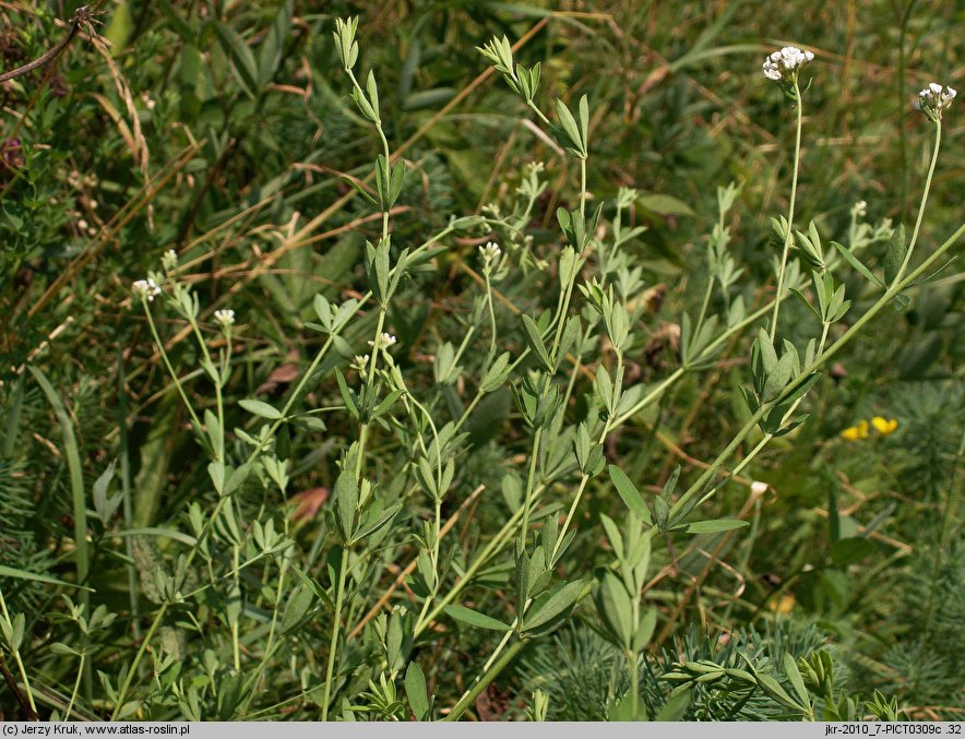 Dorycnium herbaceum (szyplin zielny)