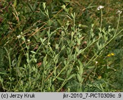 Dorycnium herbaceum (szyplin zielny)