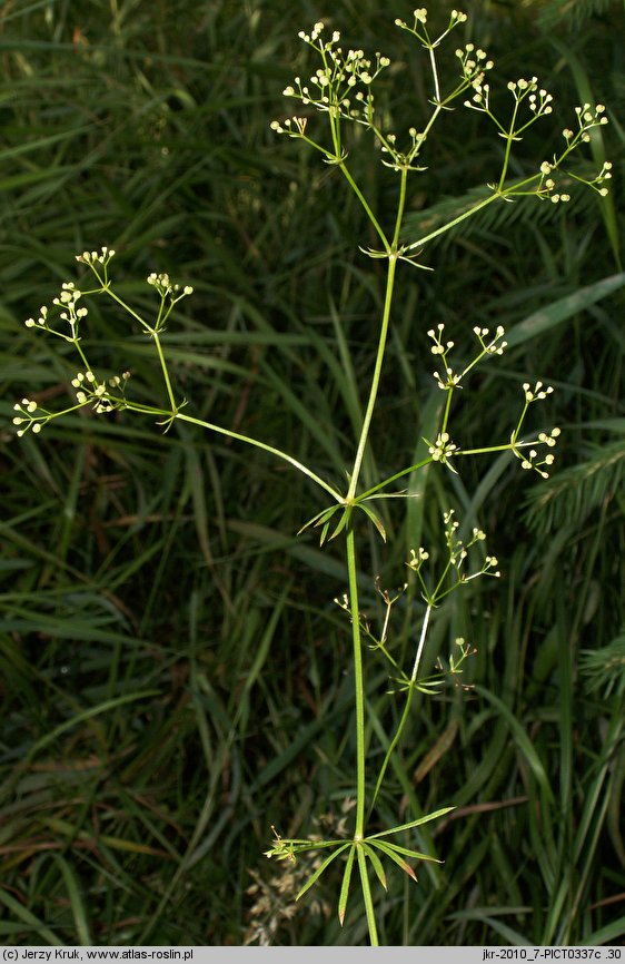 Galium pumilum (przytulia szorstkoowockowa)