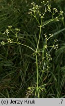 Galium pumilum (przytulia szorstkoowockowa)