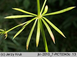 Galium pumilum (przytulia szorstkoowockowa)