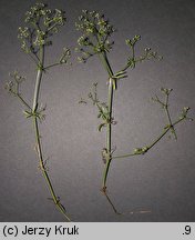 Galium pumilum (przytulia szorstkoowockowa)