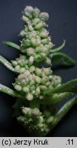 Chenopodium rubrum