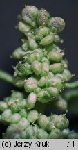 Chenopodium rubrum