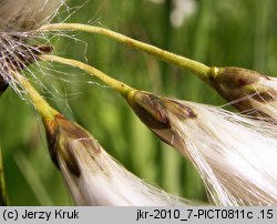 Eriophorum gracile (wełnianka delikatna)