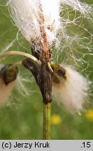 Eriophorum gracile (wełnianka delikatna)