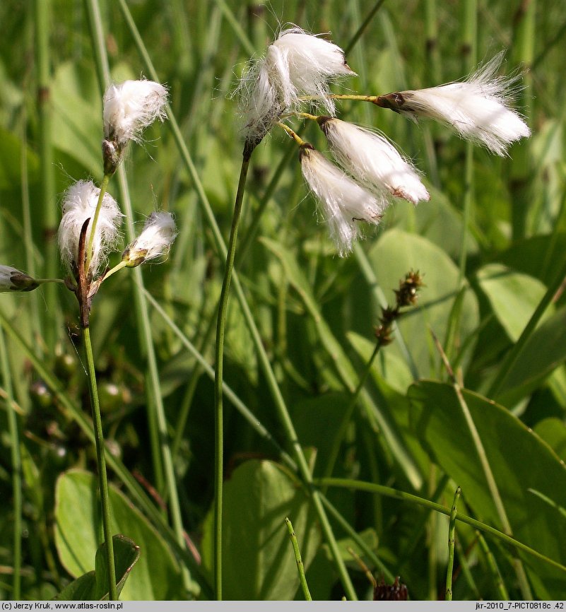 Eriophorum gracile (wełnianka delikatna)