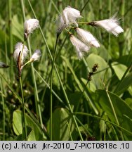 Eriophorum gracile (wełnianka delikatna)