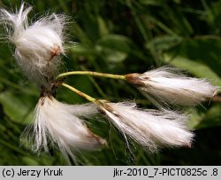 Eriophorum gracile (wełnianka delikatna)