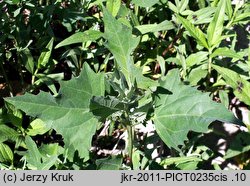 Atriplex prostrata ssp. latifolia (łoboda oszczepowata szerokolistna)