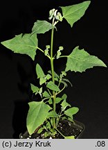 Atriplex prostrata ssp. latifolia (łoboda oszczepowata szerokolistna)