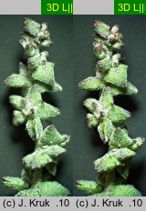 Atriplex patula (łoboda rozłożysta)