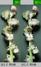 Atriplex prostrata ssp. latifolia (łoboda oszczepowata szerokolistna)