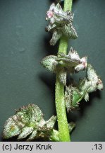 Atriplex prostrata ssp. latifolia (łoboda oszczepowata szerokolistna)