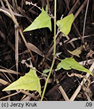 Atriplex prostrata ssp. prostrata (łoboda oszczepowata typowa)