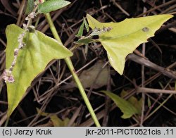 Atriplex prostrata ssp. prostrata (łoboda oszczepowata typowa)