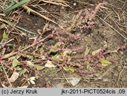 Atriplex prostrata ssp. prostrata (łoboda oszczepowata typowa)