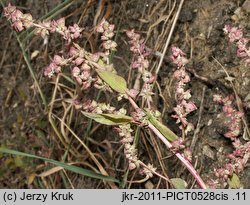 Atriplex prostrata ssp. prostrata (łoboda oszczepowata typowa)