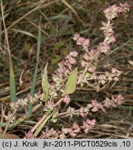 Atriplex prostrata ssp. prostrata (łoboda oszczepowata typowa)