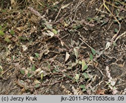 Atriplex prostrata ssp. prostrata (łoboda oszczepowata typowa)