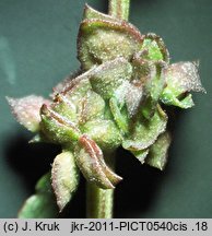 Atriplex prostrata ssp. prostrata (łoboda oszczepowata typowa)