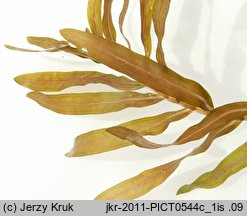 Potamogeton crispus (rdestnica kędzierzawa)