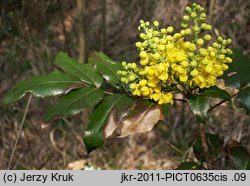 Mahonia aquifolium (mahonia pospolita)