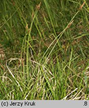 Carex caryophyllea (turzyca wiosenna)