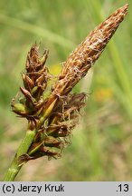 Carex caryophyllea (turzyca wiosenna)