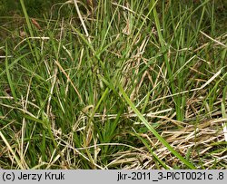 Carex caryophyllea (turzyca wiosenna)