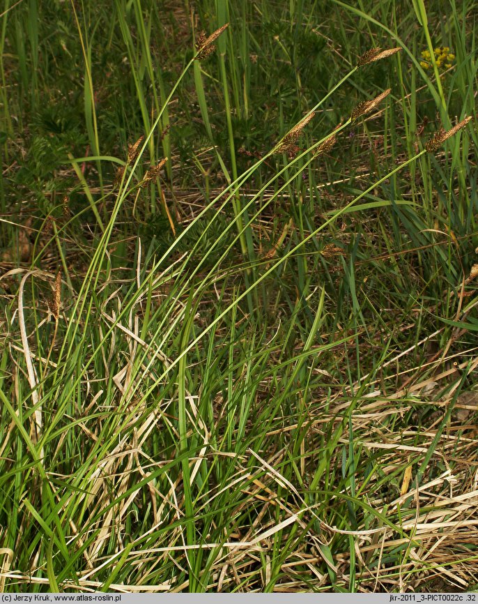 Carex caryophyllea (turzyca wiosenna)