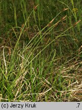 Carex caryophyllea (turzyca wiosenna)
