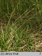 Carex caryophyllea (turzyca wiosenna)